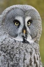 Bearded Owl (Strix nebulosa), portrait, captive, Germany