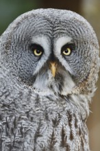 Bearded Owl (Strix nebulosa), portrait, captive, Germany