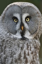 Bearded Owl (Strix nebulosa), portrait, captive, Germany