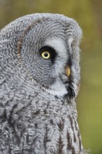 Bearded Owl (Strix nebulosa), portrait, captive, Germany