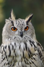 Turkmen Eagle Owl or Turkmen Eagle Owl (Bubo bubo omissus), portrait, captive, occurrence in Asia
