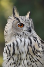 Turkmen Eagle Owl or Turkmen Eagle Owl (Bubo bubo omissus), portrait, captive, occurrence in Asia