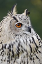 Turkmen Eagle Owl or Turkmen Eagle Owl (Bubo bubo omissus), portrait, captive, occurrence in Asia