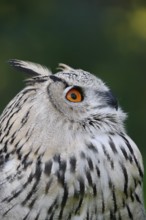 Turkmen Eagle Owl or Turkmen Eagle Owl (Bubo bubo omissus), portrait, captive, occurrence in Asia