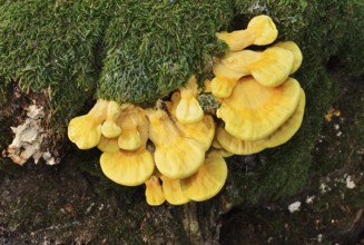 Sulphur polypore (Laetiporus sulphureus) on a mossy tree stump, North Rhine-Westphalia, Germany