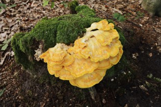 Sulphur polypore (Laetiporus sulphureus) on a mossy tree stump, North Rhine-Westphalia, Germany