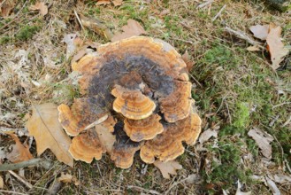 Pine Brown Porling (Phaeolus spadiceus, Phaeolus schweinitzii), Gelderland, Netherlands