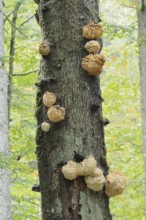 Fir spiny beard (Hericium flagellum) on a dead tree, Bavarian Forest National Park, Bavaria,