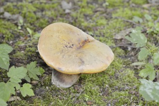 Hornbeam robin (Leccinum pseudoscabrum, Leccinum griseum), North Rhine-Westphalia, Germany