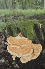 Sulphur polypore (Laetiporus sulphureus) on a tree stump, North Rhine-Westphalia, Germany