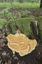 Sulphur polypore (Laetiporus sulphureus) on a tree stump, North Rhine-Westphalia, Germany