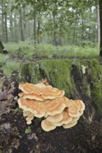 Sulphur polypore (Laetiporus sulphureus) on a tree stump in the forest, North Rhine-Westphalia,