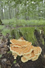 Sulphur polypore (Laetiporus sulphureus) on a tree stump in the forest, North Rhine-Westphalia,