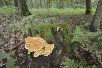 Sulphur polypore (Laetiporus sulphureus) on a tree stump in the forest, North Rhine-Westphalia,