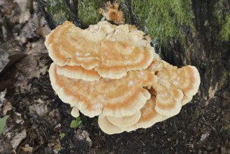 Sulphur polypore (Laetiporus sulphureus), North Rhine-Westphalia, Germany