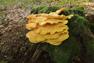 Sulphur polypore (Laetiporus sulphureus) on a mossy tree stump, North Rhine-Westphalia, Germany