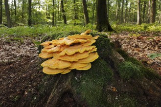 Sulphur polypore (Laetiporus sulphureus) on a mossy tree stump in a forest, North Rhine-Westphalia,
