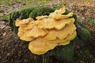 Sulphur polypore (Laetiporus sulphureus) on a mossy tree stump, North Rhine-Westphalia, Germany