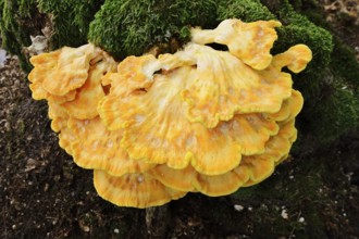 Sulphur polypore (Laetiporus sulphureus) on a mossy tree stump, North Rhine-Westphalia, Germany