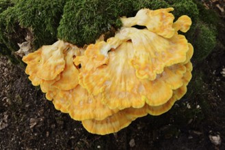 Sulphur polypore (Laetiporus sulphureus) on a mossy tree stump, North Rhine-Westphalia, Germany