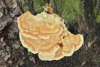 Sulphur polypore (Laetiporus sulphureus), North Rhine-Westphalia, Germany