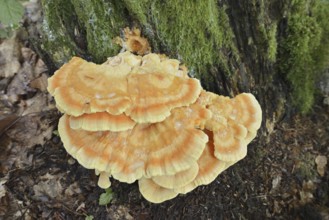 Sulphur polypore (Laetiporus sulphureus), North Rhine-Westphalia, Germany