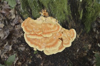 Sulphur polypore (Laetiporus sulphureus), North Rhine-Westphalia, Germany