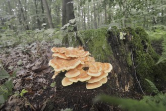 Sulphur polypore (Laetiporus sulphureus) on a tree stump in a forest, North Rhine-Westphalia,