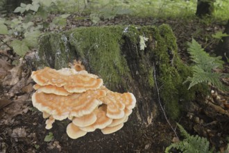 Sulphur polypore (Laetiporus sulphureus) on a tree stump, North Rhine-Westphalia, Germany
