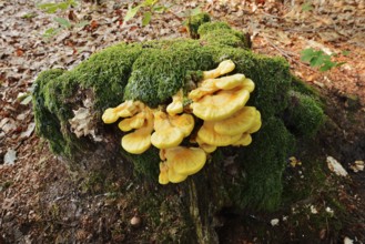 Sulphur polypore (Laetiporus sulphureus) on a mossy tree stump, North Rhine-Westphalia, Germany