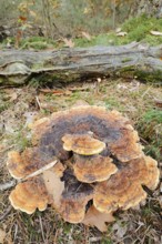 Pine Brown Porling (Phaeolus spadiceus, Phaeolus schweinitzii), Gelderland, Netherlands