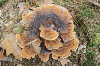 Pine Brown Porling (Phaeolus spadiceus, Phaeolus schweinitzii), Gelderland, Netherlands