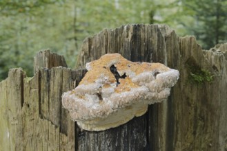 Red Banded Polypore or spruce spurge (Fomitopsis pinicola), Guttation, Bavarian Forest National