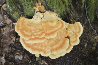 Sulphur polypore (Laetiporus sulphureus), North Rhine-Westphalia, Germany