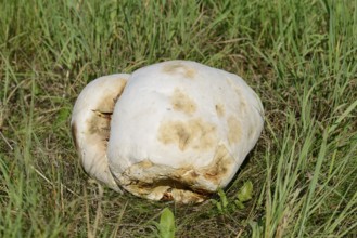 Giant bovist (Langermannia gigantea), North Rhine-Westphalia, Germany