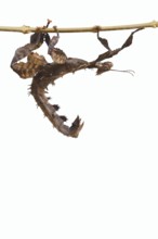 Giant prickly stick insect (Extatosoma tiaratum), female against a white background, captive,