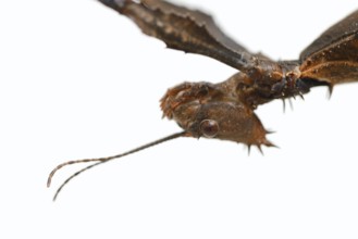 Giant prickly stick insect (Extatosoma tiaratum), female against a white background, portrait,