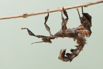 Giant prickly stick insect (Extatosoma tiaratum), female, captive, native to Australia