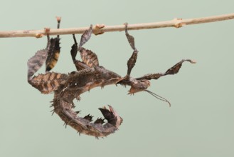 Giant prickly stick insect (Extatosoma tiaratum), female, captive, native to Australia
