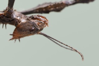 Giant prickly stick insect (Extatosoma tiaratum), female, portrait, captive, native to Australia