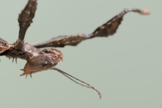 Giant prickly stick insect (Extatosoma tiaratum), female, portrait, captive, native to Australia