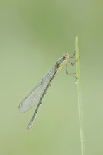 Willow Emerald Damselfly (Chalcolestes viridis), female, North Rhine-Westphalia, Germany