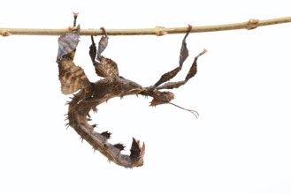 Giant prickly stick insect (Extatosoma tiaratum), female against a white background, captive,