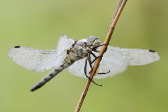 Black-tailed Skimmer (Orthetrum cancellatum), female with dewdrops, North Rhine-Westphalia, Germany