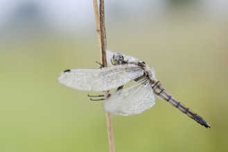 Black-tailed Skimmer (Orthetrum cancellatum), female with dewdrops, North Rhine-Westphalia, Germany