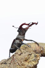 Stag beetle (Lucanus cervus), male on a branch against a white background