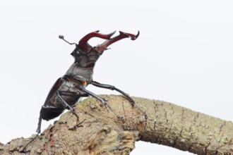Stag beetle (Lucanus cervus), male on a branch against a white background