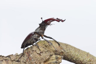 Stag beetle (Lucanus cervus), male on a branch against a white background