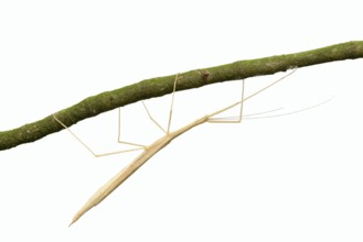 Pink winged stick insect (Sipyloidea chlorotica, Sipyloidea sipylus) on a twig against a white