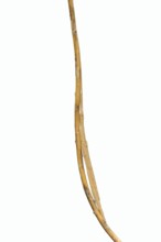 Pink winged stick insect (Sipyloidea chlorotica, Sipyloidea sipylus) sits well camouflaged on a